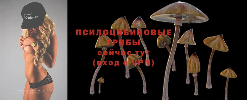 где купить наркоту  Аткарск  Псилоцибиновые грибы Cubensis 